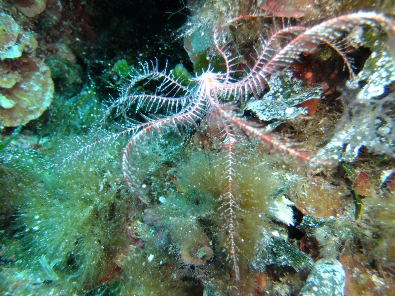 Anthedon mediterranea - macro